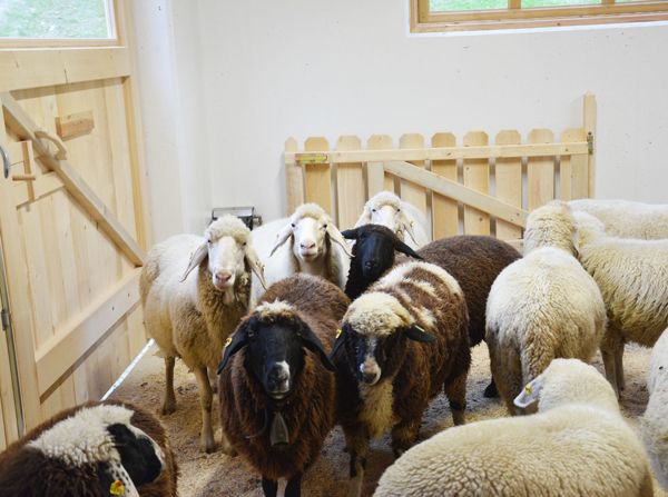 Sheep in the stable