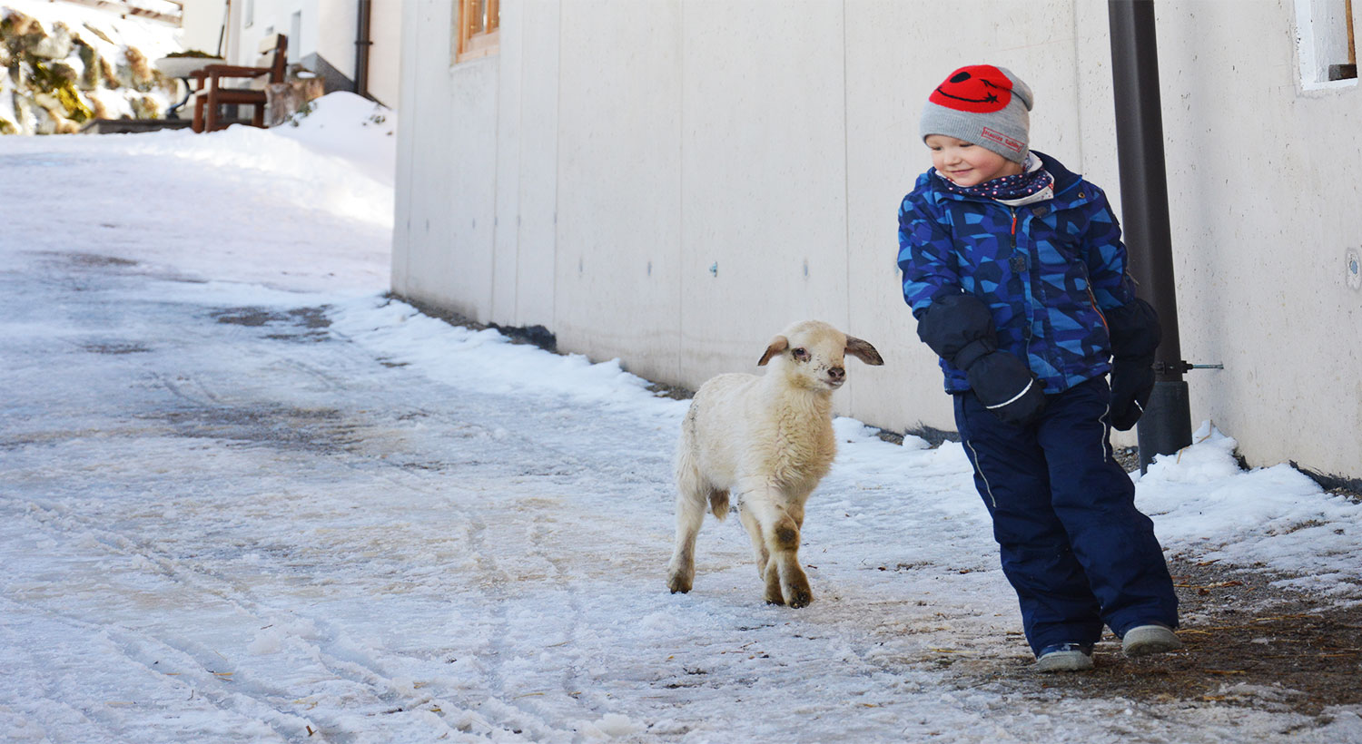 Child and lamb are playing